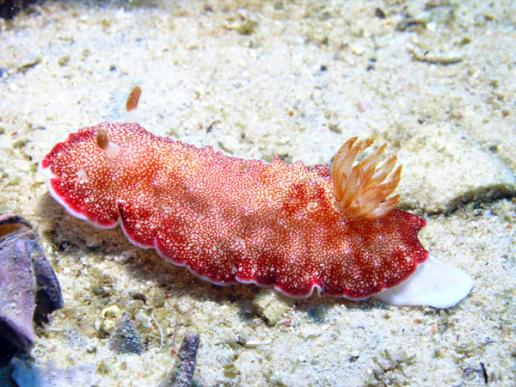 Prachtsternschnecke - Chromodoris reticulata