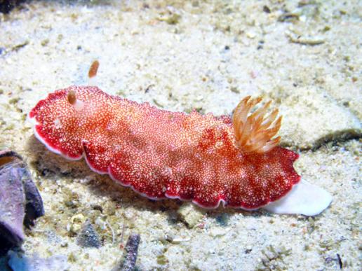 Prachtsternschnecke - Chromodoris reticulata