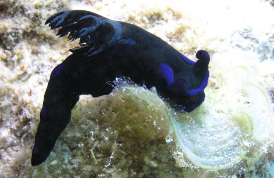 Neonsternschnecke - Tambja morosa