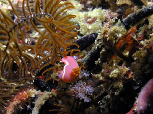 Prachtsternschnecke - Hypselodoris bullockii