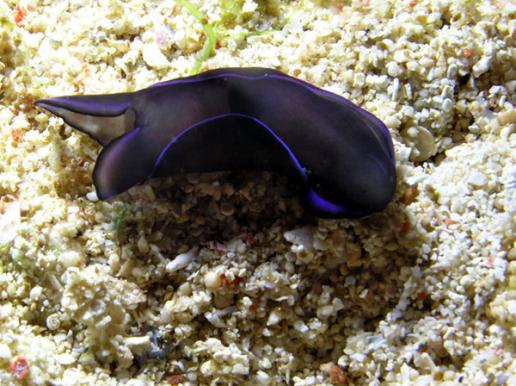 Kopfschildschnecke - Philinopsis gardineri