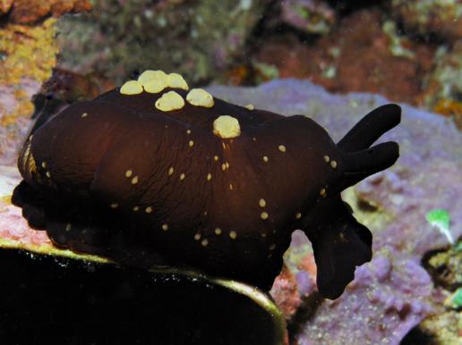 Flankenkiemer - Berthella martensi