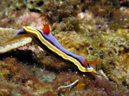 Prachtsternschnecke - Chromodoris annae