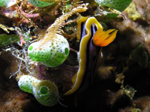 Prachtsternschnecke - Chromodoris annae