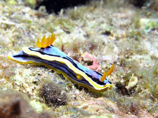 Prachtsternschnecke - Chromodoris lochi