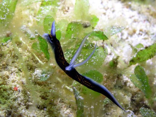 Neonsternschnecke - Roboastra gracilis