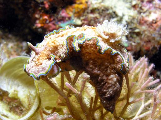 Prachtsternschnecke - Glossodoris cincta