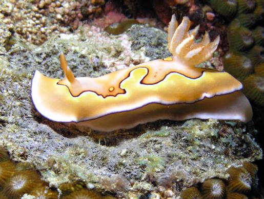 Prachtsternschnecke - Chromodoris coi