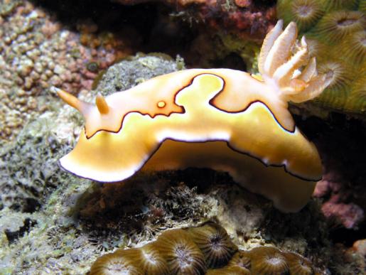 Prachtsternschnecke - Chromodoris coi