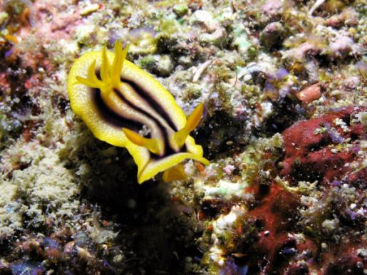 Prachtsternschnecke - Chromodoris sp.