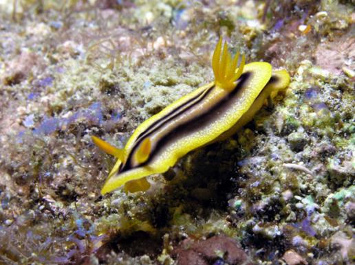 Prachtsternschnecke - Chromodoris sp.