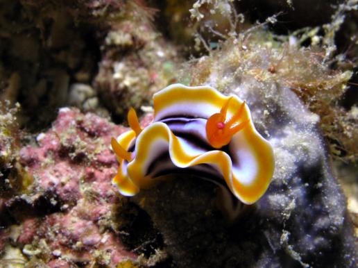 Prachtsternschnecke - Chromodoris magnifa