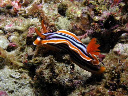 Prachtsternschnecke - Chromodoris magnifa