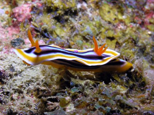 Prachtsternschnecke - Chromodoris quadricolor