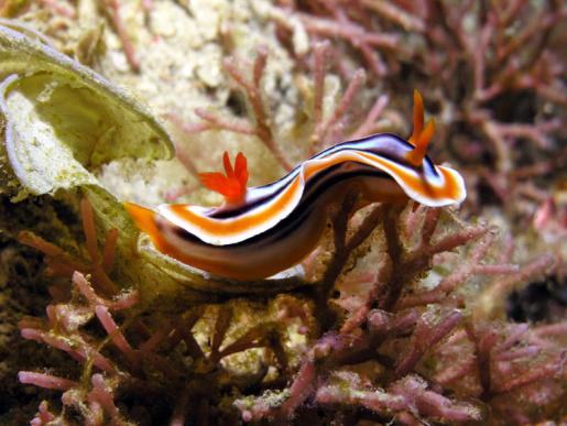 Prachtsternschnecke - Chromodoris magnifa