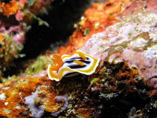 Prachtsternschnecke - Chromodoris magnifa