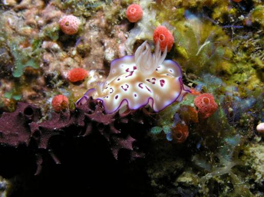 Prachtsternschnecke - Chromodoris leopardus