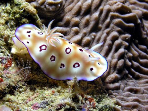 Prachtsternschnecke - Chromodoris leopardus