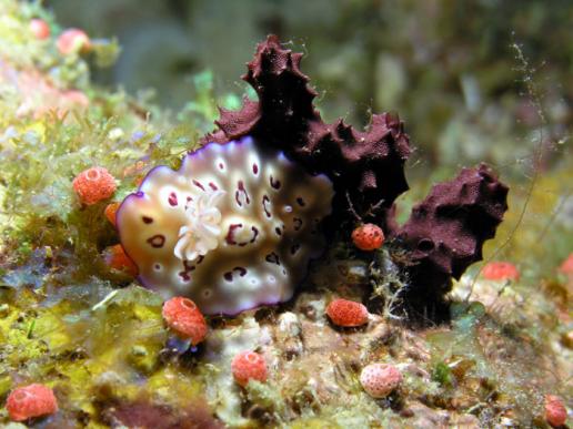 Prachtsternschnecke - Chromodoris leopardus