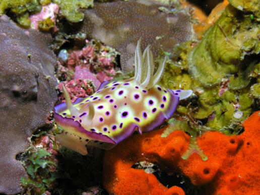 Prachtsternschnecke - Chromodoris kuniei