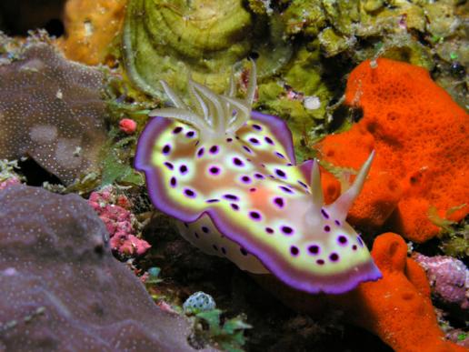 Prachtsternschnecke - Chromodoris kuniei