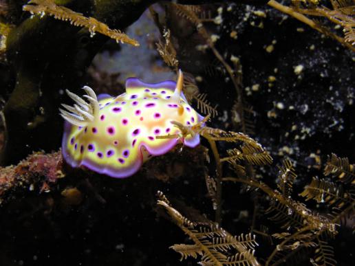 Prachtsternschnecke - Chromodoris kuniei