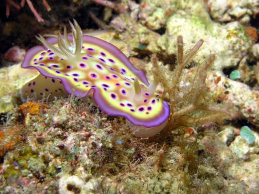 Prachtsternschnecke Chromodoris kuniei