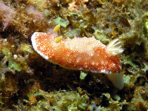 Prachtsternschnecke - Chromodoris reticulata