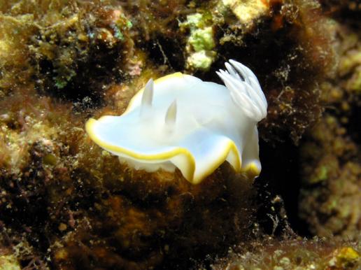 Prachtsternschnecke - Ardeadoris egretta