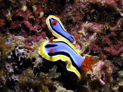 Prachtsternschnecke - Chromodoris annae