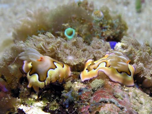 Prachtsternschnecke - Chromodoris coi