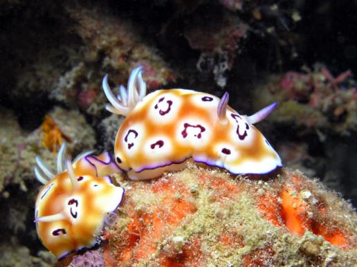 Prachtsternschnecke - Chromodoris leopardus