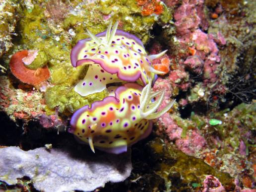 Prachtsternschnecke - Chromodoris kuniei