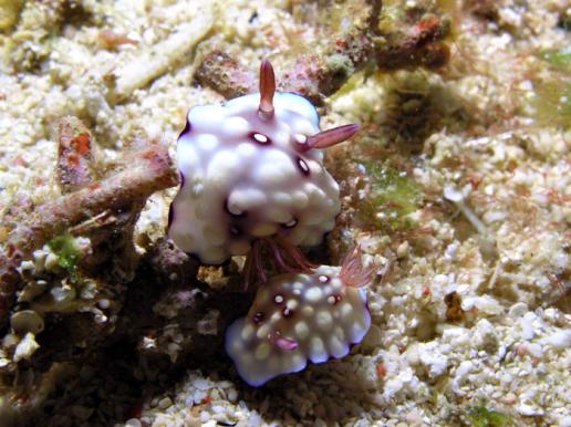 Prachtsternschnecke - Chromodoris geometrica