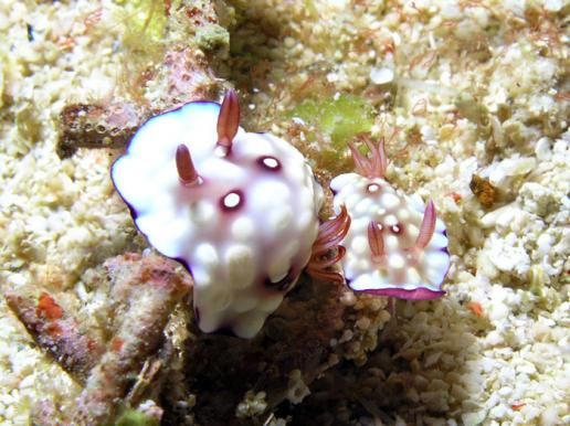 Prachtsternschnecke - Chromodoris geometrica