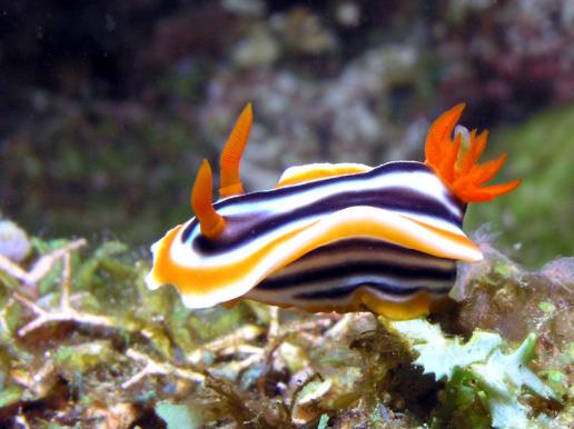 Prachtsternschnecke - Chromodoris magnifa