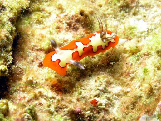 Prachtsternschnecke - Chromodoris fidelis