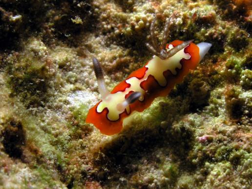 Prachtsternschnecke - Chromodoris fidelis