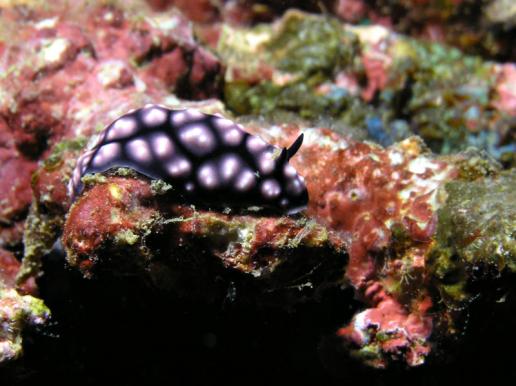 Warzenschnecke - Phylidiella pustolosa