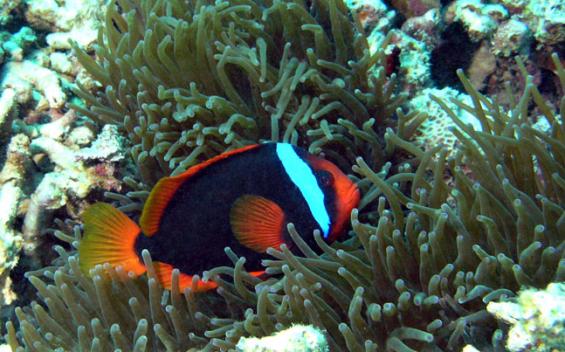 Weissbinden-Glühkohlen-Anemonenfisch