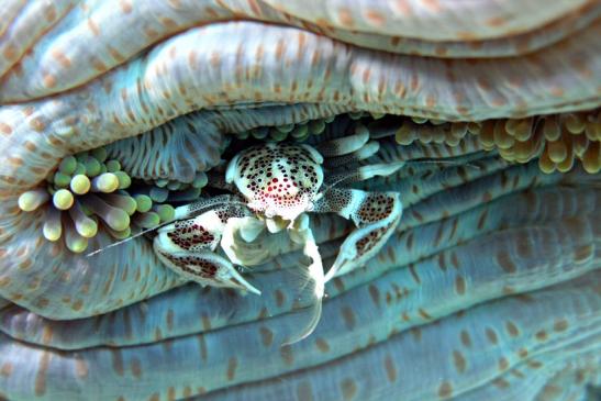 Anemonen Porzellankrebs