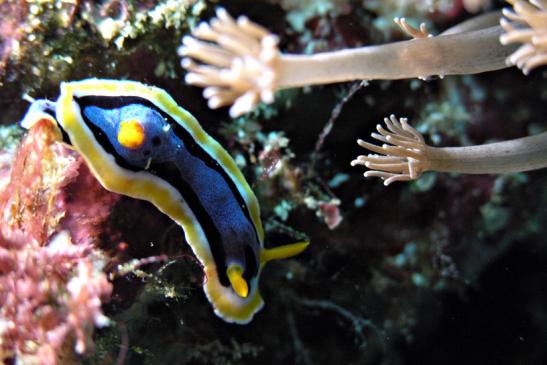 Prachtsternschnecke - Chromodoris annae