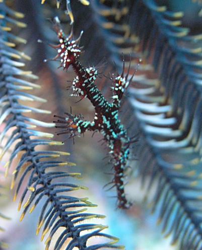 Harlekin-Geisterpfeifenfisch