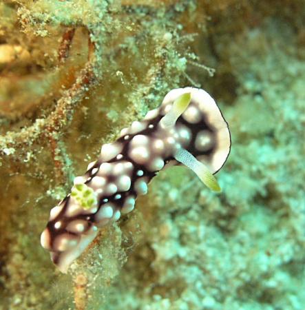 Prachtsternschnecke - Chromodoris geometrica