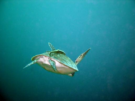Schildkröte mit Schiffshalter