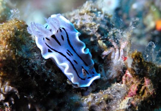 Prachsternschnecke - Chromodoris willani