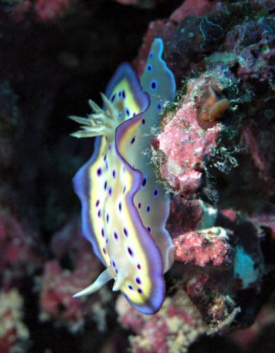 Prachtsternschnecke - Chromodoris kuniei