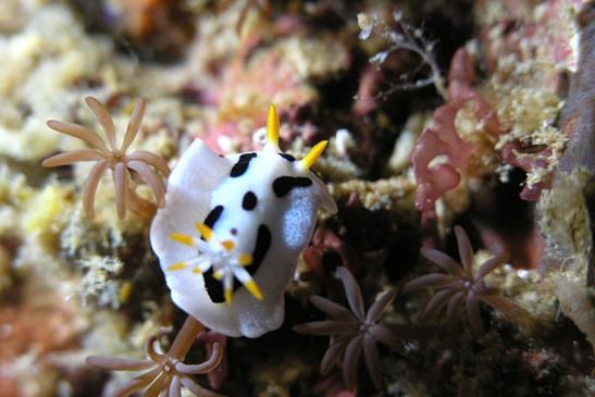 Prachtsternschnecke - Chromodoris lochi