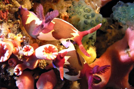 Hochzeit der Neonsternschnecken Nembrotha rutilans