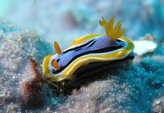 Prachtsternschnecke - Chromodoris annae